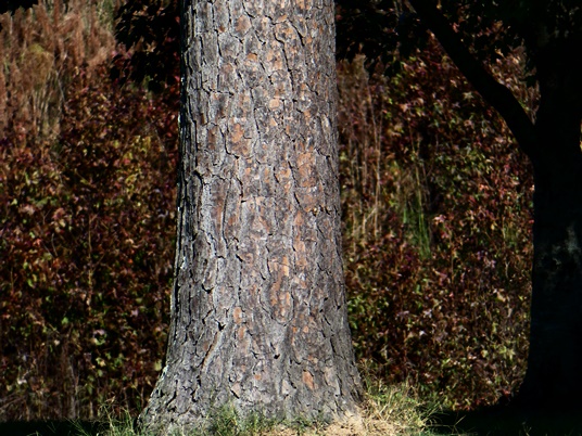 {Pinus taeda}